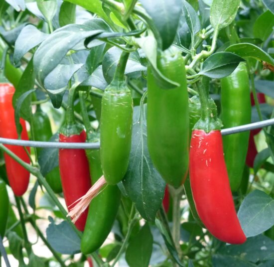 Serrano