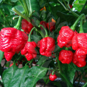 Trinidad Scorpion