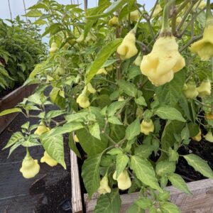Aji Fantasy