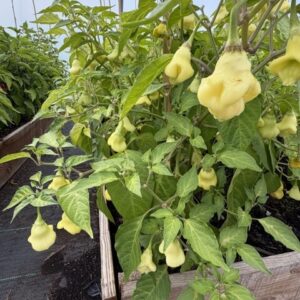 Aji Fantasy