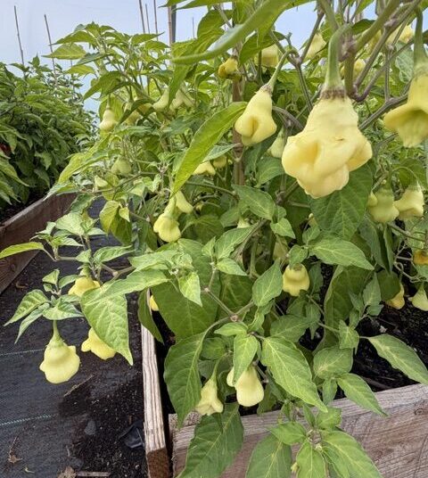 Aji Fantasy