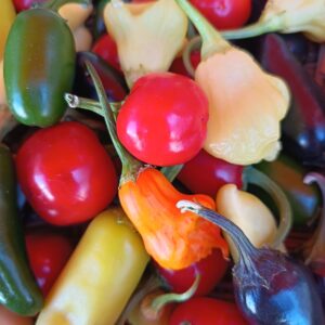 Mild/Medium Mixed Chillies Box