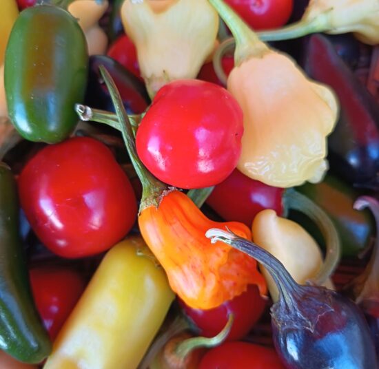 Mild/Medium Mixed Chillies Box