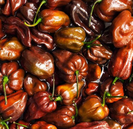 Habanero - Chocolate